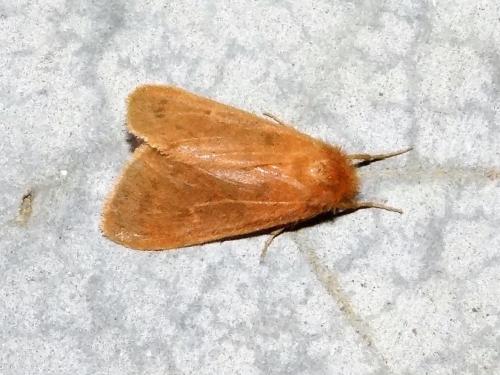 Réf. 290 326 : Ocneria rubea